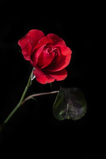 old_red_rose